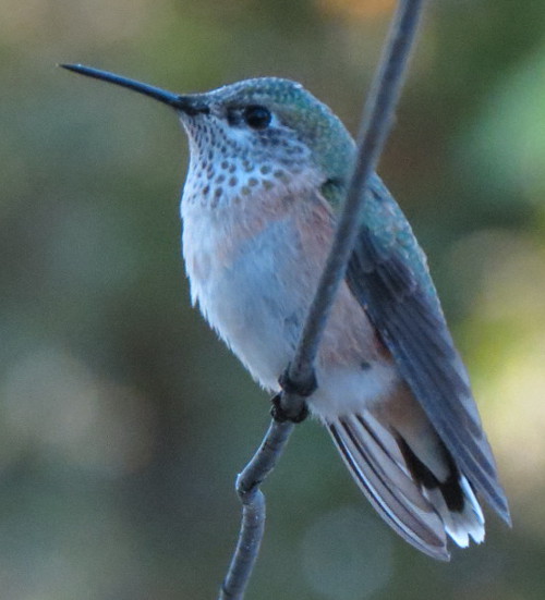 Calliope Hummingbird