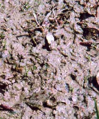 Blanchard's Cricket Frog