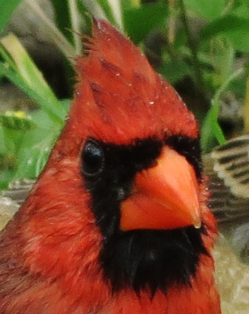 cardinal