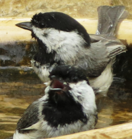 Carolina Chickadee
