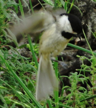 Carolina Chickadee