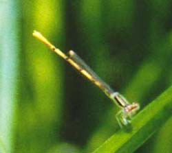 Citrine Forktail