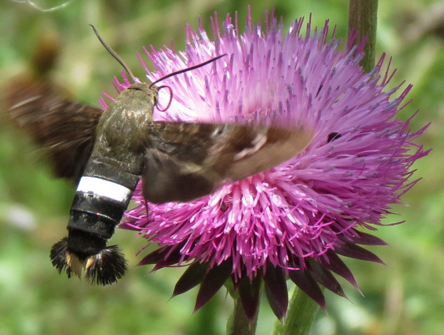 clavipessphinxmoth