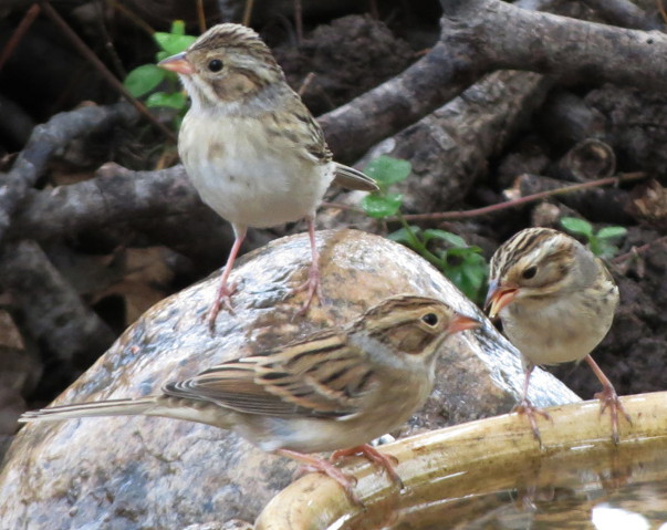 Clay-colored Sparrow