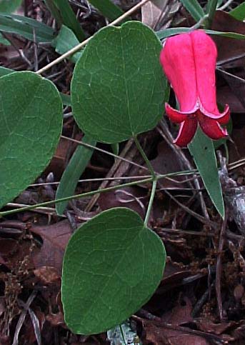 scarlet clematis