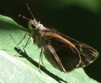 Clouded Skipper