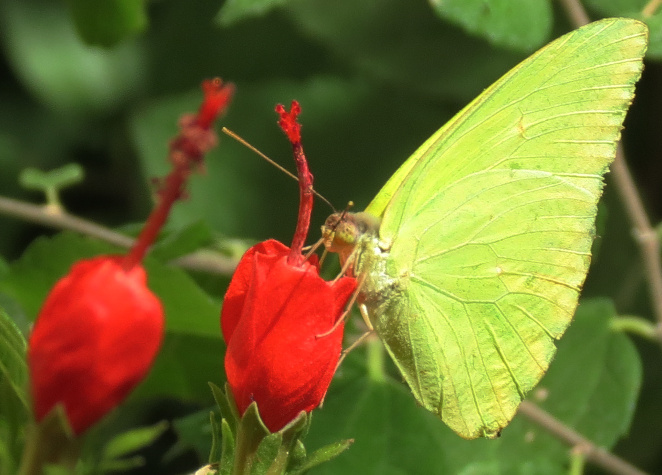 Cloudless Sulphur