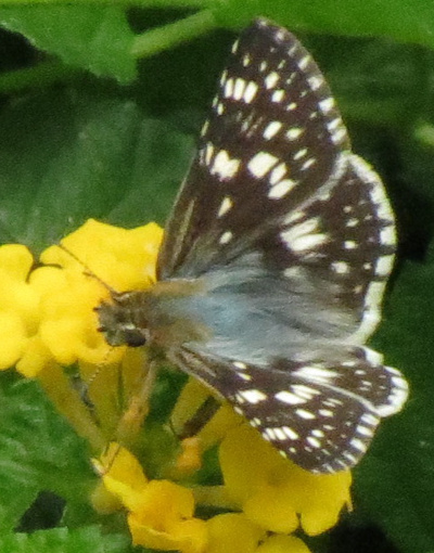 <"commoncheckeredskipper"