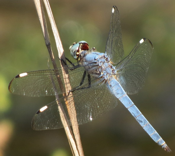 Comanche Skimmer