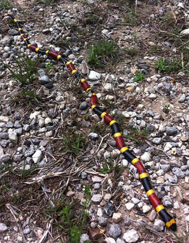 Texas Coral Snake