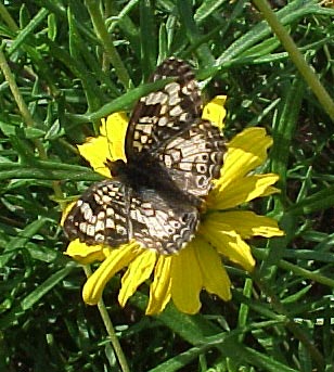 winter form Phaon Crescent