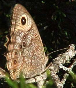commonwoodnymph