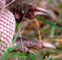 Armadillo Claws