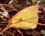 To Our Butterfly Yard List