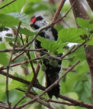 downywoodpecker
