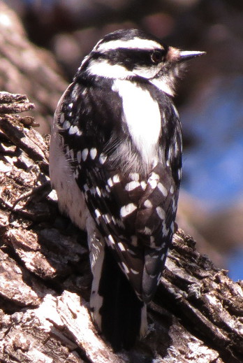 downywoodpecker