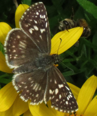 <"desertcheckeredskipper"