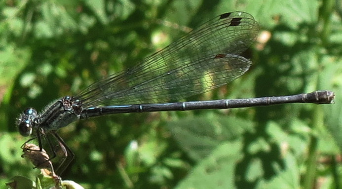 Dusky Dancer
