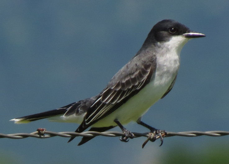 easternkingbird