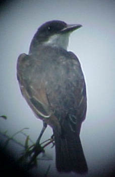 Eastern Kingbird