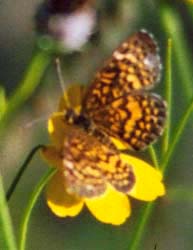 Elada Checkerspot
