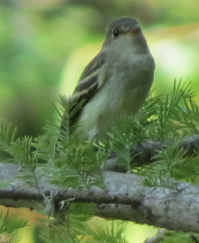 empidonax