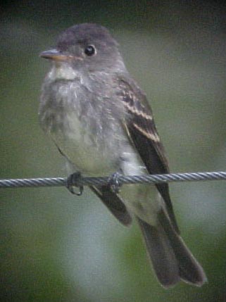 Eastern Wood-Pewee