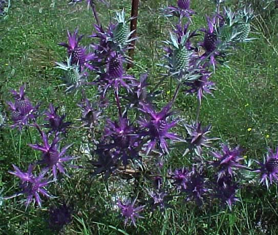 eryngo