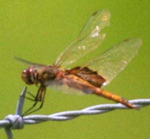 Female Red Saddlebags