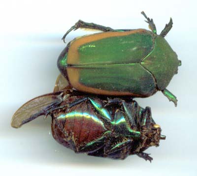 Fig Beetle
