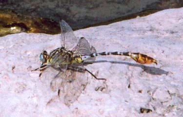 Flag-tailed Spinyleg