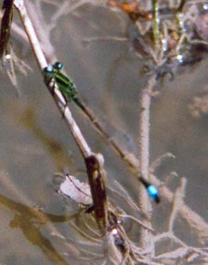 Rambur's Forktail