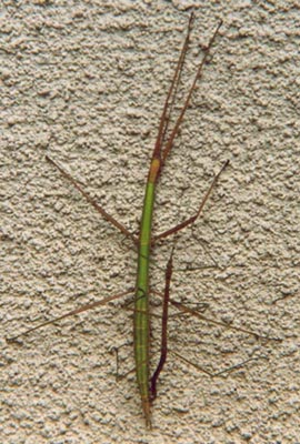 Stick Insect