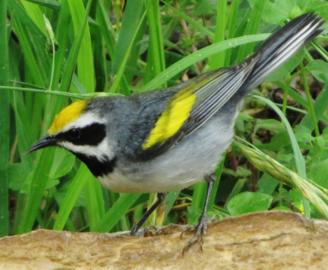 goldenwingedwarbler