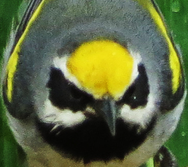 Golden Winged Warbler