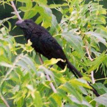 Groove-billed Ani