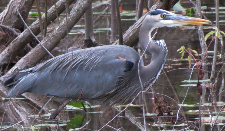 Great Blue Heron