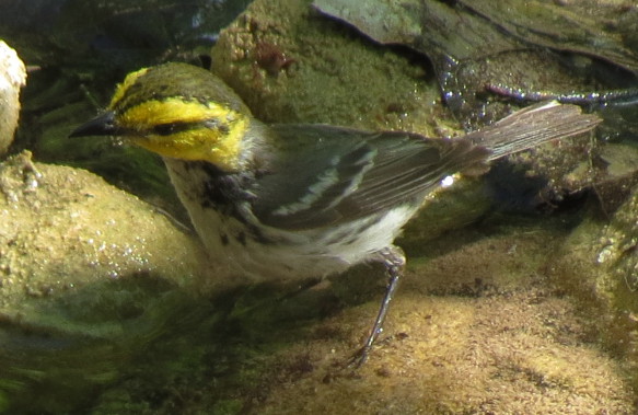 goldencheekedwarbler