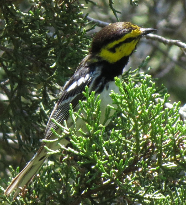 Golden Cheeked Warbler