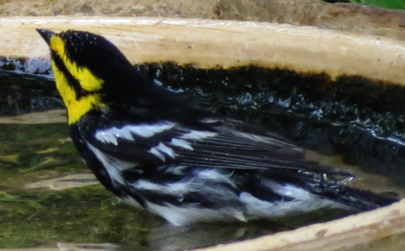 goldencheekedwarbler