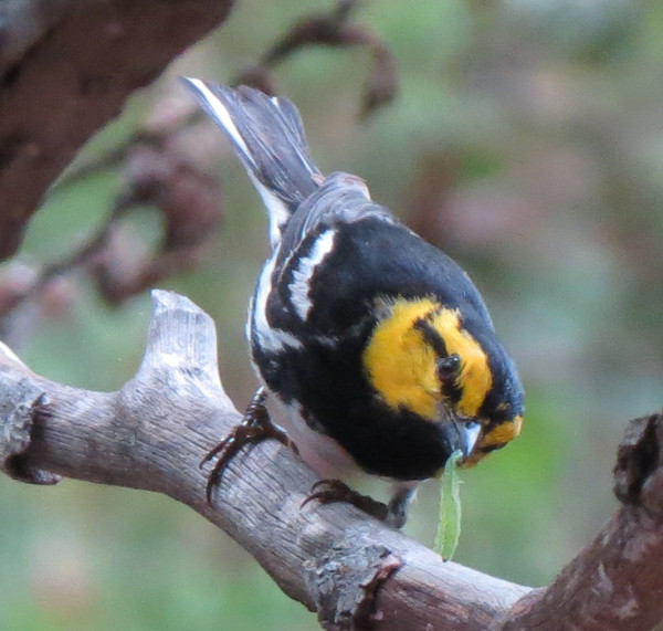 Golden Cheeked Warbler