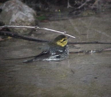 Golden-cheeked Warbler