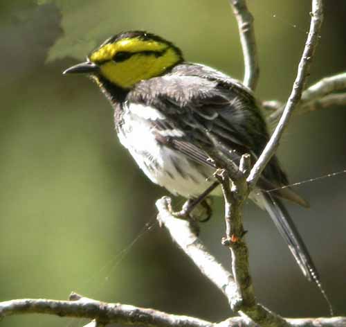 Golden-cheeked Warbler
