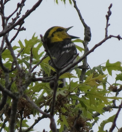 Golden-cheeked Warbler