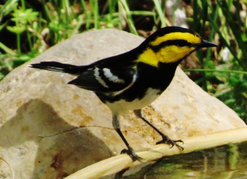 Golden-cheeked Warbler