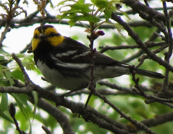goldencheekedwarbler