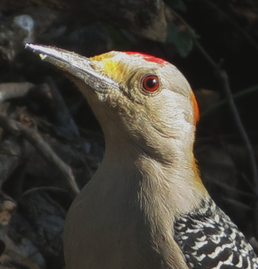 Golden-fronted Woodpecker