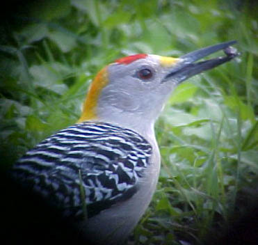 Golden-fronted Woodpecker