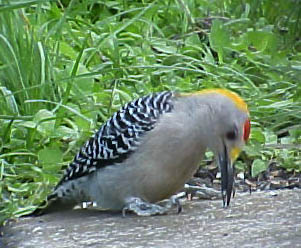 Golden-fronted Woodpecker
