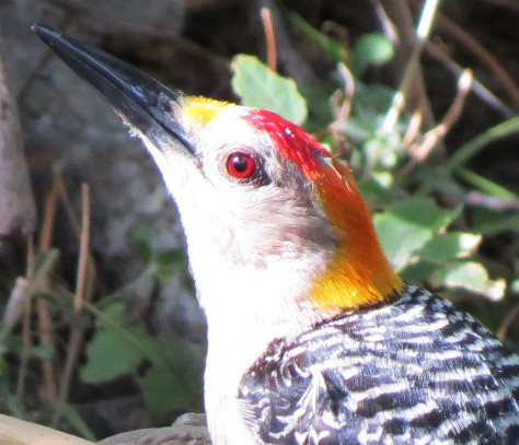 goldenfrontedwoodpecker